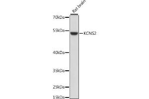 Western blot analysis of extracts of rat brain, using KCNS2 antibody (ABIN7269478) at 1:1000 dilution. (KCNS2 Antikörper  (AA 1-187))