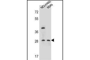 STS1 Antibody (Center) (ABIN655762 and ABIN2845205) western blot analysis in NCI-,A549 cell line lysates (35 μg/lane). (SPATS1 Antikörper  (AA 172-201))