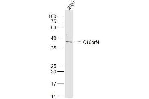 293T lysates probed with C10orf4 Polyclonal Antibody, Unconjugated  at 1:300 dilution and 4˚C overnight incubation.