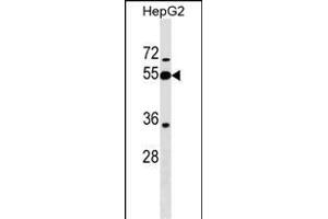 PI16 Antibody (Center) (ABIN1538274 and ABIN2849283) western blot analysis in HepG2 cell line lysates (35 μg/lane). (PI16 Antikörper  (AA 301-329))