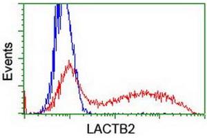 HEK293T cells transfected with either RC201465 overexpress plasmid (Red) or empty vector control plasmid (Blue) were immunostained by anti-LACTB2 antibody (ABIN2454348), and then analyzed by flow cytometry. (LACTB2 Antikörper)