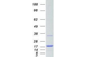 Validation with Western Blot