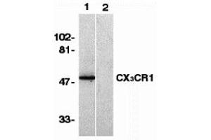 Western Blotting (WB) image for anti-Chemokine (C-X3-C Motif) Receptor 1 (CX3CR1) (N-Term) antibody (ABIN1031335) (CX3CR1 Antikörper  (N-Term))