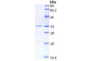 SDS-PAGE analysis of Mouse HMG1 Protein. (HMGB1 Protein)