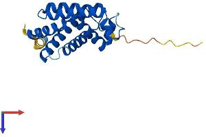 CYGB Protein (AA 1-190) (His tag)