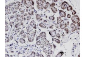 Immunoperoxidase of monoclonal antibody to STK40 on formalin-fixed paraffin-embedded human pancreas. (STK40 Antikörper  (AA 349-434))