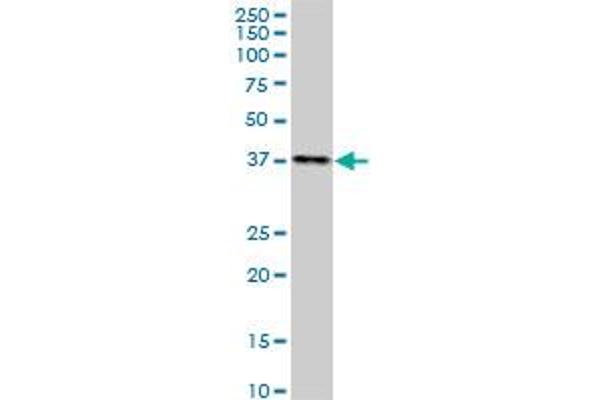 DMC1 antibody  (AA 237-339)