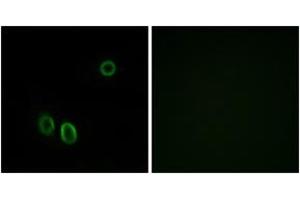 Immunofluorescence analysis of A549 cells, using OR51E1 Antibody. (OR51E1 Antikörper  (AA 241-290))