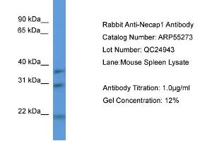 WB Suggested Anti-Necap1  Antibody Titration: 0. (NECAP1 Antikörper  (N-Term))