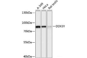 Western blot analysis of extracts of various cell lines using DDX3Y Polyclonal Antibody at dilution of 1:3000. (DDX3Y Antikörper)