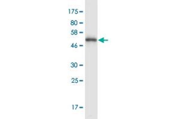 PDCL3 Antikörper  (AA 1-239)