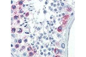 IHC analysis of FFPE human testis tissue stained with EZH2 antibody (EZH2 Antikörper)