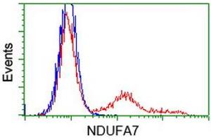 HEK293T cells transfected with either RC200534 overexpress plasmid (Red) or empty vector control plasmid (Blue) were immunostained by anti-NDUFA7 antibody (ABIN2454404), and then analyzed by flow cytometry. (NDUFA7 Antikörper)