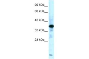 Western Blotting (WB) image for anti-Zinc Finger Protein-Like 1 (ZFPL1) antibody (ABIN2460920) (ZFPL1 Antikörper)