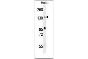 Western blot analysis of RAB6IP1 / DENND5A Antibody (Center) in Hela cell line lysates (35ug/lane). (DENND5A Antikörper  (Middle Region))