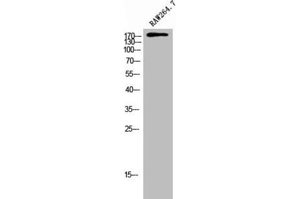 ARHGEF12 Antikörper  (Internal Region)