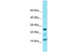 Western Blotting (WB) image for anti-Histone Cluster 1, H4a (HIST1H4A) (N-Term) antibody (ABIN2774551) (HIST1H4A Antikörper  (N-Term))