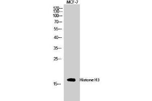 Western Blot (WB) analysis of MCF-7 cells using Histone H3 Polyclonal Antibody.