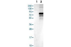 Western Blot analysis of Lane 1: negative control (vector only transfected HEK293T cell lysate) and Lane 2: over-expression lysate (co-expressed with a C-terminal myc-DDK tag in mammalian HEK293T cells) with C3orf39 polyclonal antibody . (C3orf39 Antikörper)