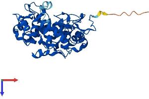 RABGGTB Protein (AA 1-339) (His tag)