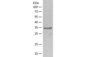 Western Blotting (WB) image for Ribosomal Protein L38 (RPL38) (AA 1-70) protein (His-IF2DI Tag) (ABIN7124887) (RPL38 Protein (AA 1-70) (His-IF2DI Tag))