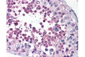 Anti-LRRC1 / LANO antibody IHC of human testis. (LRRC1 Antikörper  (C-Term))