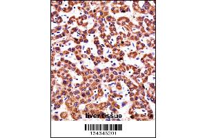 CYP2D6 Antibody immunohistochemistry analysis in formalin fixed and paraffin embedded human liver tissue followed by peroxidase conjugation of the secondary antibody and DAB staining. (CYP2D6 Antikörper  (N-Term))