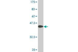 Western Blot detection against Immunogen (35.