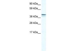 Western Blotting (WB) image for anti-Zinc Finger Protein 627 (ZNF627) antibody (ABIN2461057)