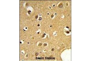 Formalin-fixed and paraffin-embedded human brain tissue reacted with SNRPC Antibody (C-term) (ABIN389354 and ABIN2839460) , which was peroxidase-conjugated to the secondary antibody, followed by DAB staining. (SNRPC Antikörper  (C-Term))