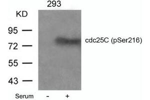 Western blot analysis of extracts from 293 cells untreated or treated with serum using cdc25C(Phospho-Ser216) Antibody. (CDC25C Antikörper  (pSer216))