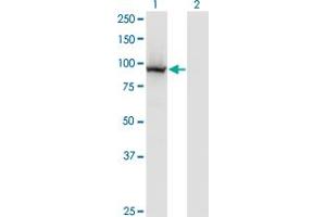 Western Blot analysis of COG3 expression in transfected 293T cell line by COG3 monoclonal antibody (M01), clone 2G7.