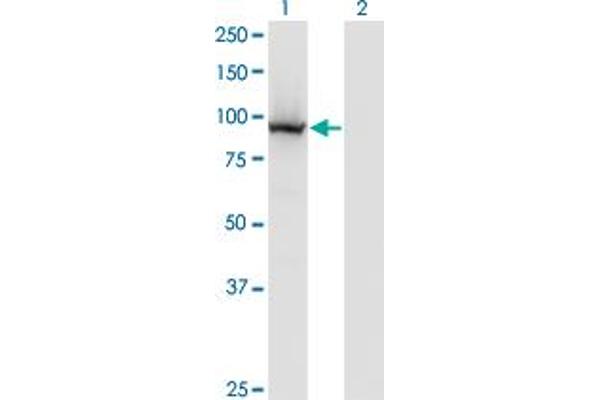 COG3 antibody  (AA 25-124)