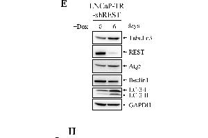 Western Blotting (WB) image for anti-Glyceraldehyde-3-Phosphate Dehydrogenase (GAPDH) antibody (ABIN2857072)