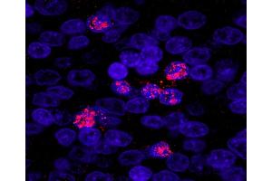 Immunofluorescence (IF) image for anti-Zinc Fingers and Homeoboxes 3 (ZHX3) (AA 150-200) antibody (ABIN7449040) (ZHX3 Antikörper  (AA 150-200))