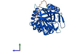 Protein Structure (PS) image for serpin Peptidase Inhibitor, Clade B (Ovalbumin), Member 1 (SERPINB1) (AA 1-379) protein (His tag) (ABIN7548477)