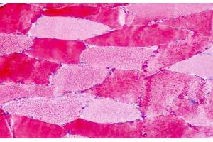 Anti-GPR30 antibody IHC staining of human skeletal muscle. (GPER Antikörper  (Extracellular Domain))