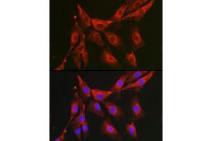 Immunofluorescence (IF) image for anti-Fructose-1,6-Bisphosphatase 1 (FBP1) (AA 1-338) antibody (ABIN6140501)