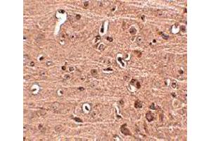 Immunohistochemistry of GLE1 in mouse brain tissue with GLE1 polyclonal antibody  at 2. (GLE1 Antikörper  (C-Term))