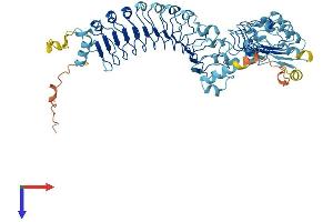 LRRC40 Protein (AA 1-602) (His tag)
