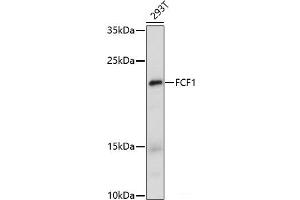 Western blot analysis of extracts of 293T cells using FCF1 Polyclonal Antibody at dilution of 1:1000. (FCF1 Antikörper)