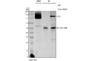Immunoprecipitating (IP) CRM1 in Hela whole cell lysate.