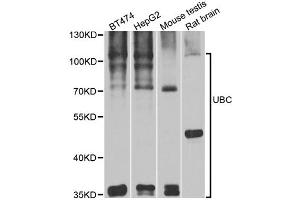 Western blot analysis of extracts of various cell lines, using UBC antibody.