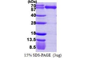 SDS-PAGE (SDS) image for Lysyl-tRNA Synthetase (KARS) (AA 63-597) protein (His tag) (ABIN667520)