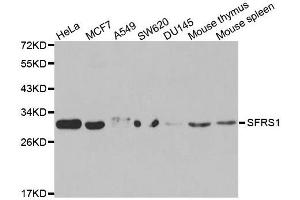 Western blot analysis of extracts of various cell lines, using SRSF1 antibody. (SRSF1 Antikörper  (pSer1))