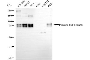 Western blotting analysis using Phospho-HSF1 (S326) antibody (ABIN7798863). (Rekombinanter HSF1 Antikörper  (pSer326))