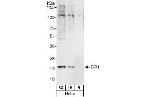 anti-TATA-Binding Protein-Associated Phosphoprotein (DR1) (AA 25-75) antibody