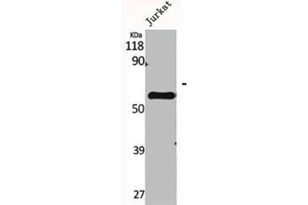 CYP2A7 Antikörper  (C-Term)