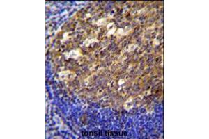 PTK9L Antibody immunohistochemistry analysis in formalin fixed and paraffin embedded human tonsil tissue followed by peroxidase conjugation of the secondary antibody and DAB staining. (TWF2 Antikörper  (N-Term))