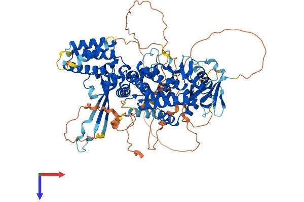 RGL2 Protein (AA 1-778) (His tag)